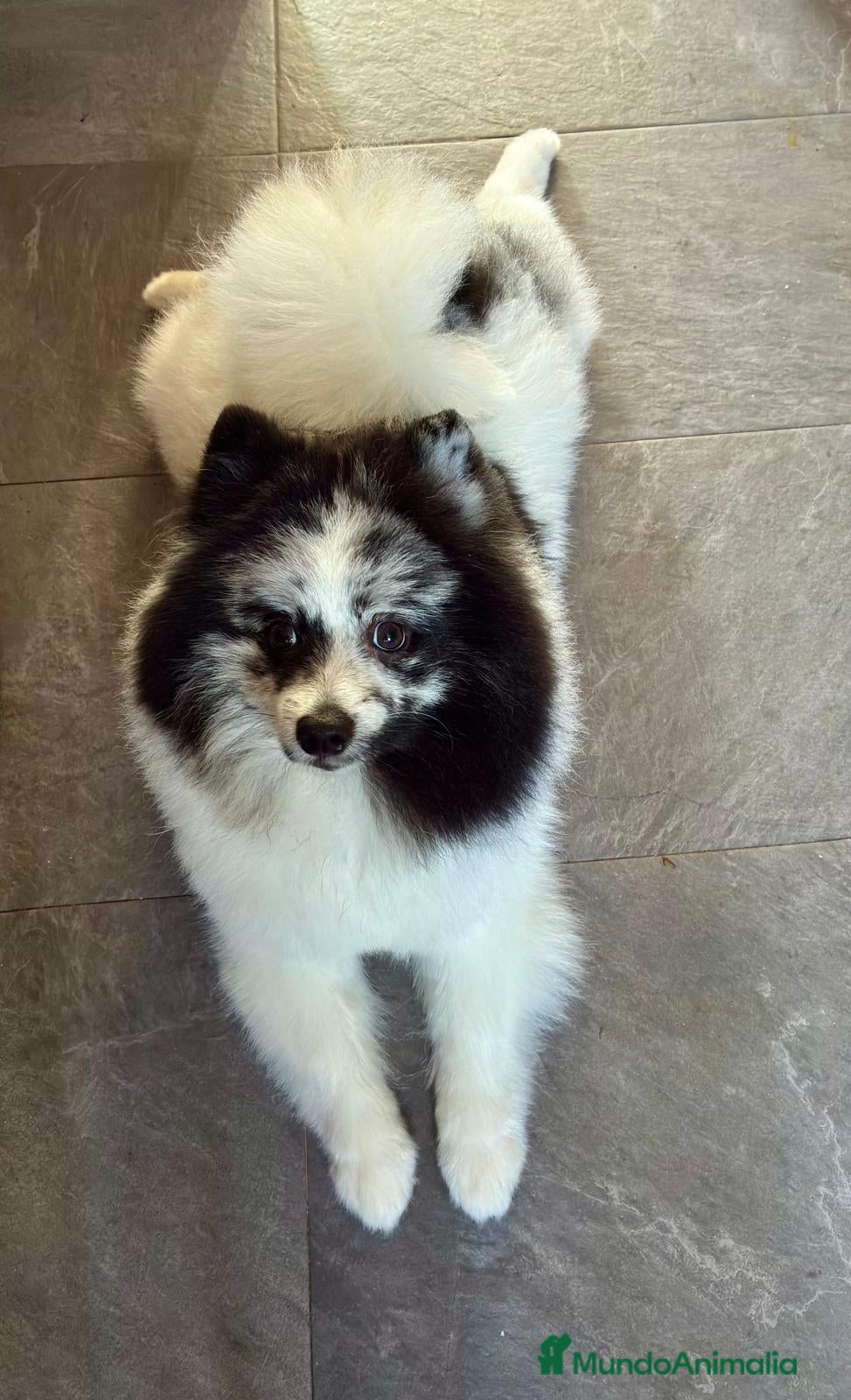 Pomerania perros Pomerañia - Anuncio 1