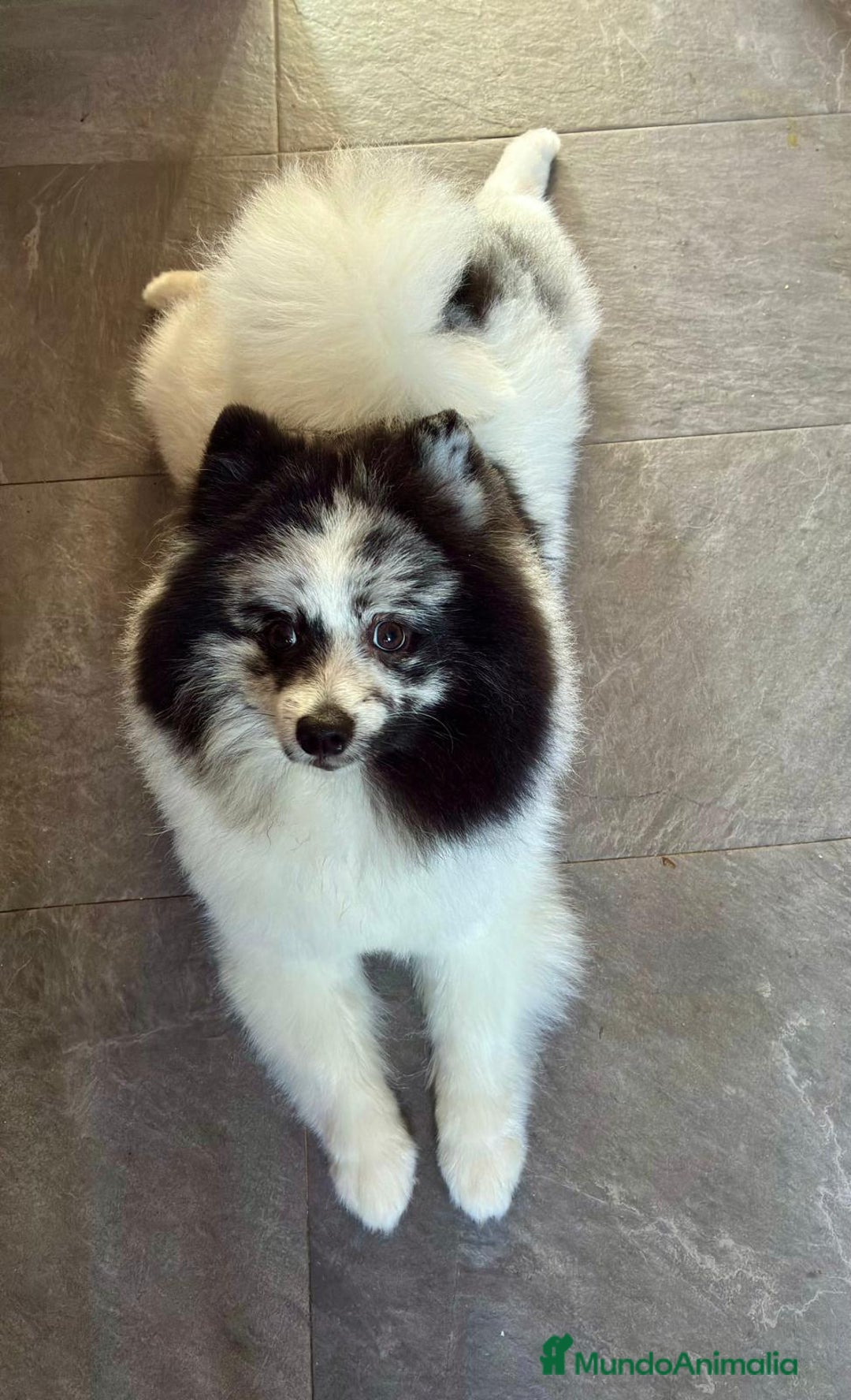 Pomerania perros en venta: Pomerañia - Anuncio 1