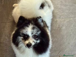 Pomerania perros Pomerañia - Anuncio 6