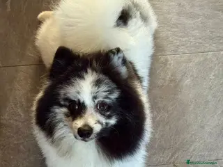 Pomerania perros Pomerañia - Anuncio 19