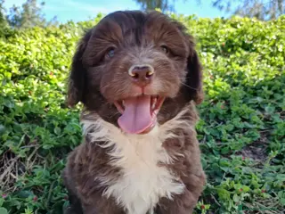 Perro de Agua Español perros 🐾 CACHORROS DE PERRO DE AGUA ESPAÑOL 🐾 - Anuncio 2