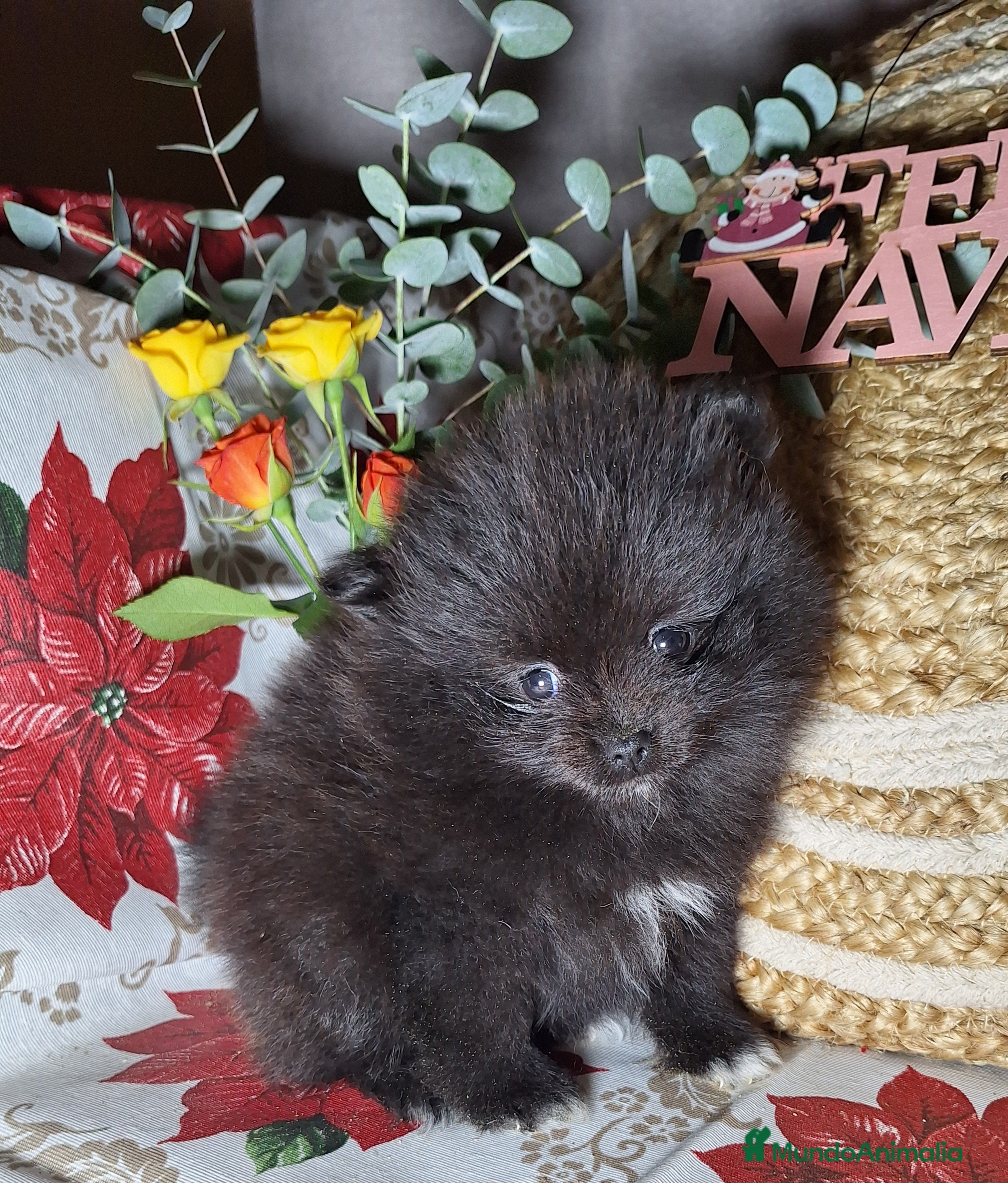 Pomerania perros POMERANIA  - Anuncio 3