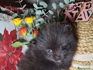 Pomerania perros POMERANIA - Anuncio 1