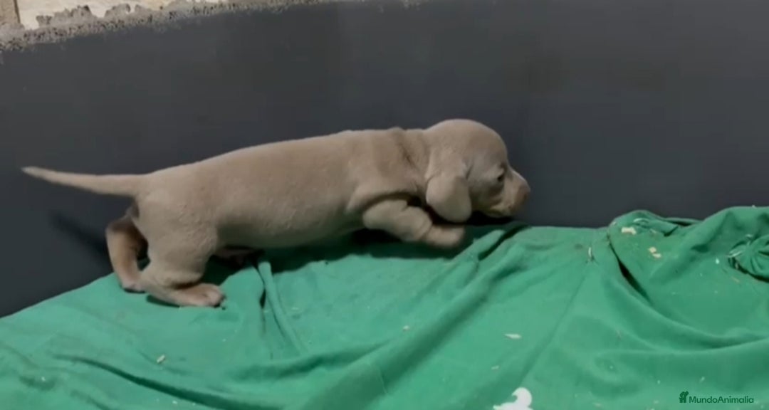 Teckel perros en venta: Teckel kanichen  - Anuncio 1