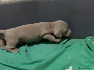 Teckel perros Teckel kanichen - Anuncio 3