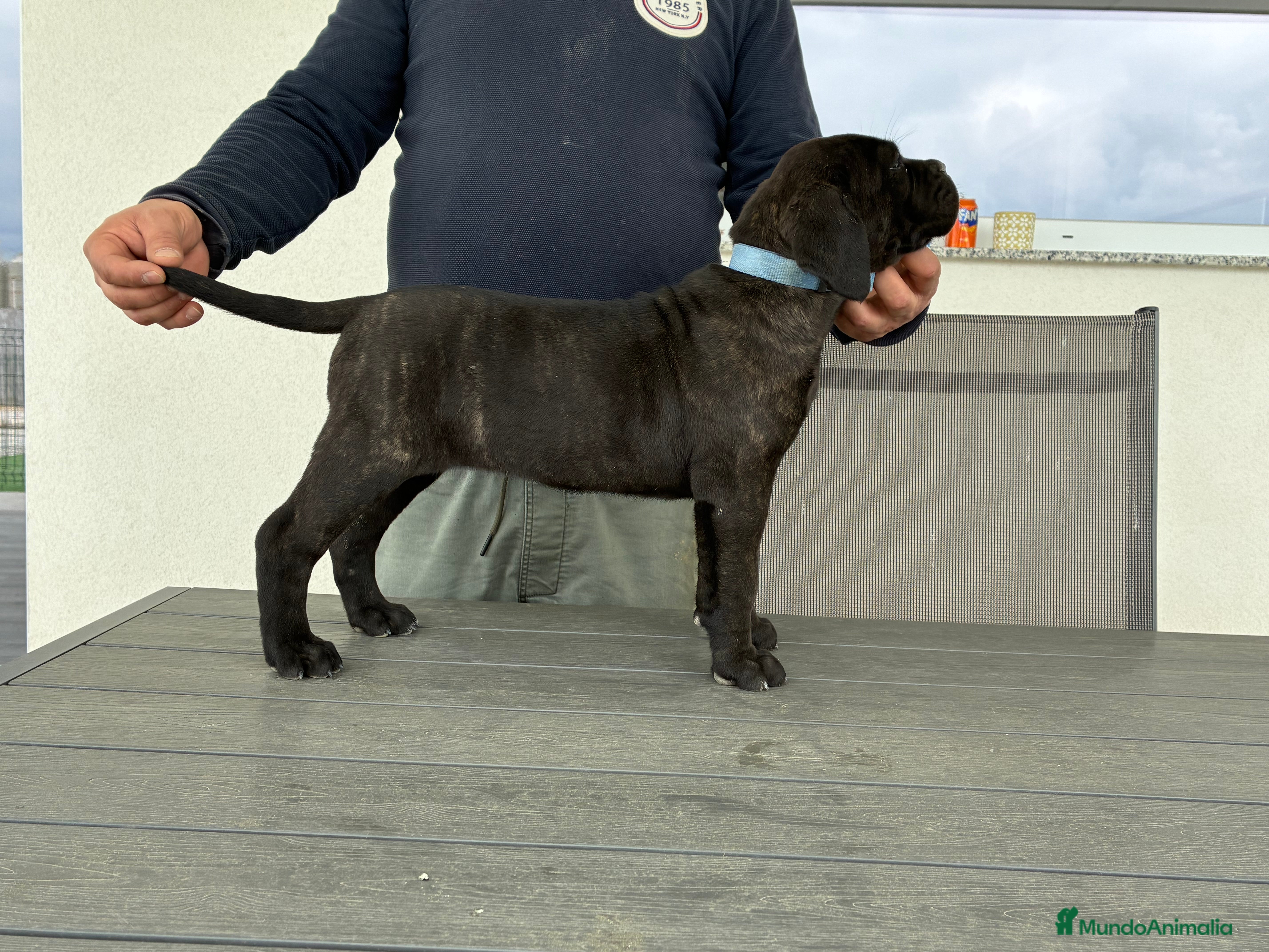 Cane Corso perros Cachorra cane corso  - Anuncio 8