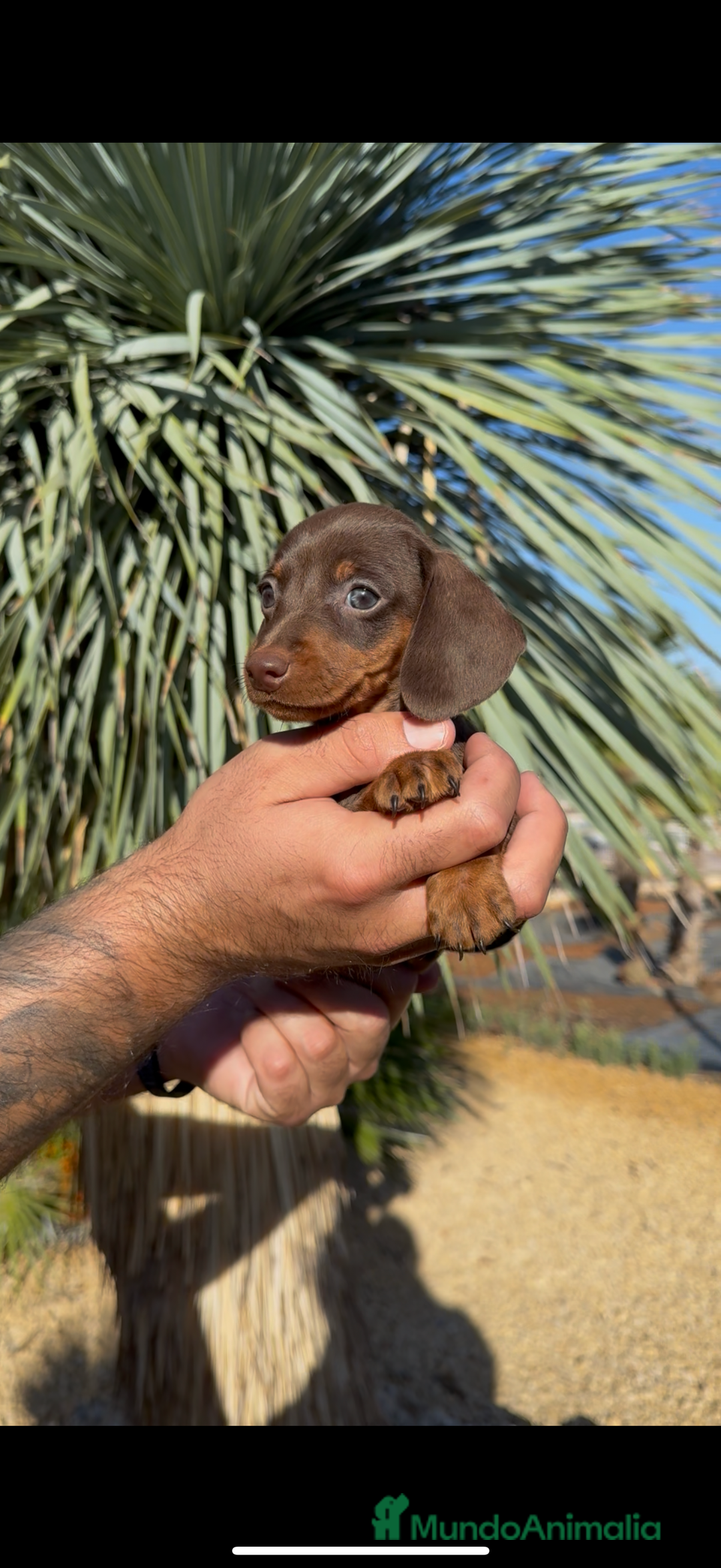 Teckel perros en venta: TECKELS KANINCHEN DE CALIDAD  - Imagen 5