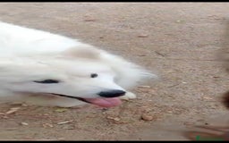 Samoyedo perros en adopcion: ADOPCION SAMOYEDO, PARA ADIESTRADOR. LEER BIEN!! - Imagen 1