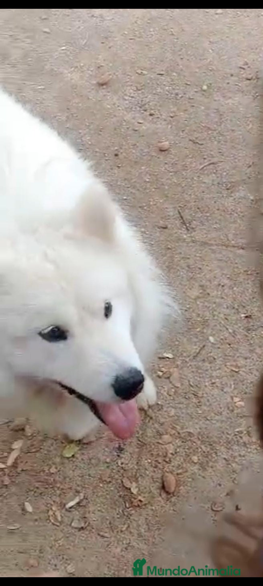 Samoyedo perros en adopcion: ADOPCION SAMOYEDO, PARA ADIESTRADOR. LEER BIEN!! - Imagen 1