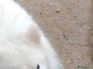 Samoyedo perros - Anuncio 1