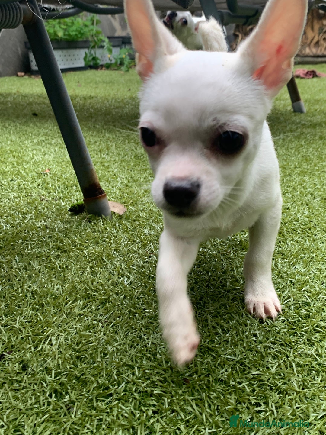 Chihuahua perros en venta: Cachorros chihuahua  - Anuncio 13