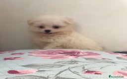 Raza Mixta perros en venta: Maltipoo en Valencia  - Imagen 1