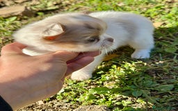 Chihuahua perros en venta: Chihuahua pelo largo Toy  - Anuncio 2