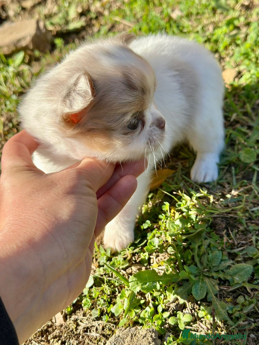 Chihuahua perros en venta: Chihuahua pelo largo Toy  - Anuncio 2