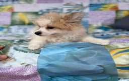 Pomerania perros en venta: Preciosa pomerania hembra - Imagen 5