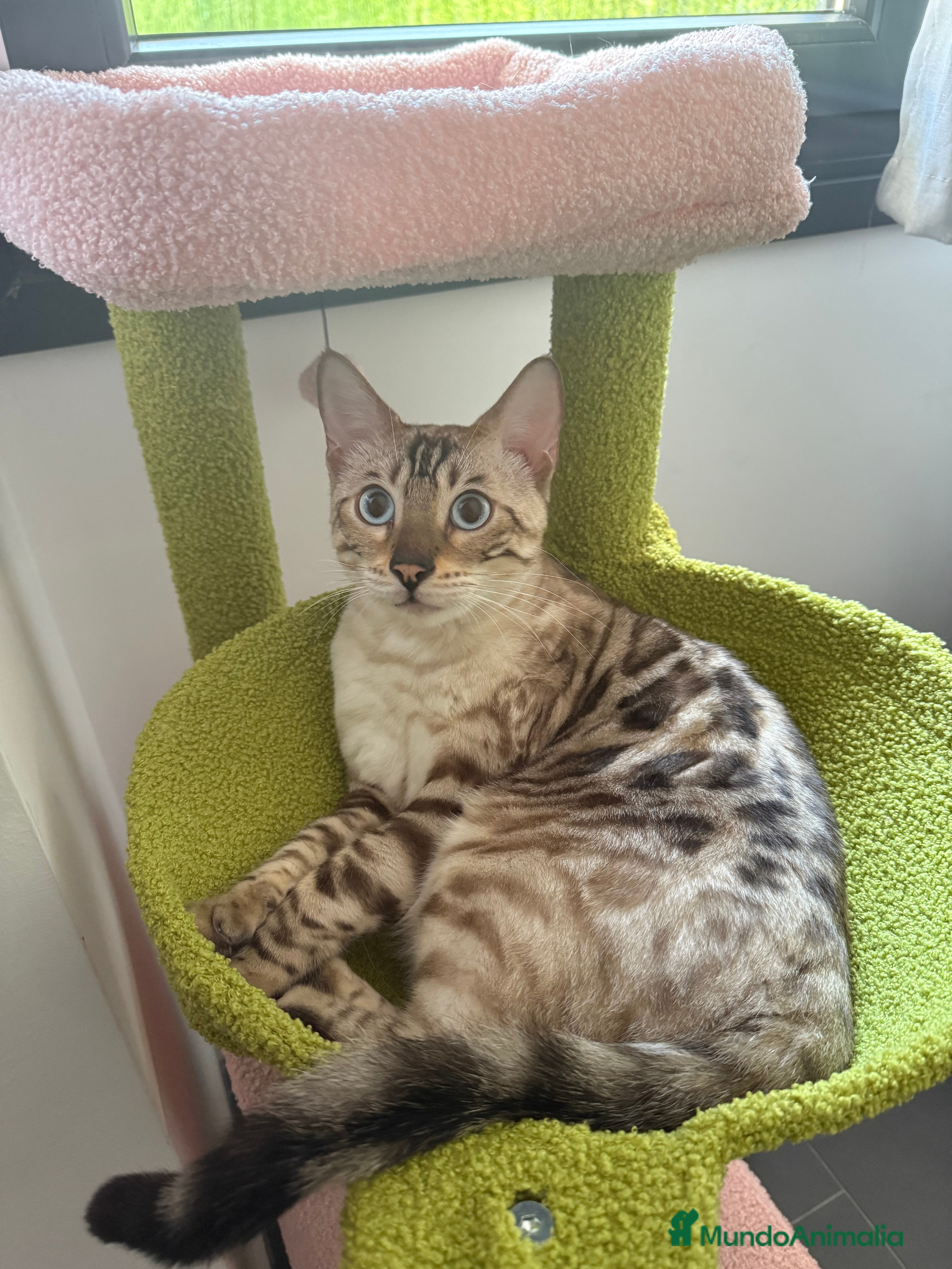 Bengalí gatos Macho snow lynx - Anuncio 3