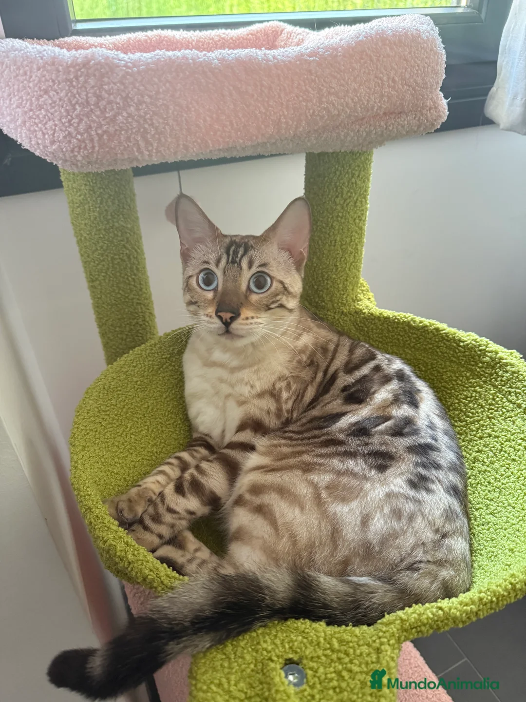 Bengalí gatos en venta: Macho snow lynx - Anuncio 1