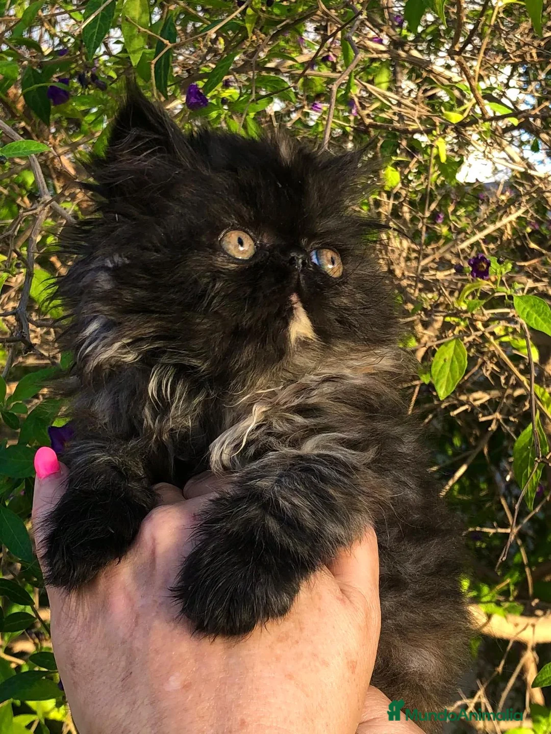 Persa gatos en venta: GATITOS PERSA - Anuncio 1