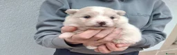 Pomerania perros en venta: Pomerania  - Anuncio 5