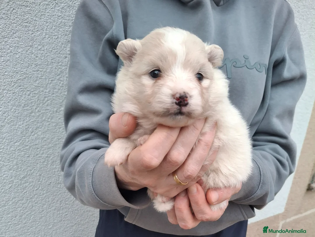 Pomerania perros en venta: Pomerania  - Anuncio 5