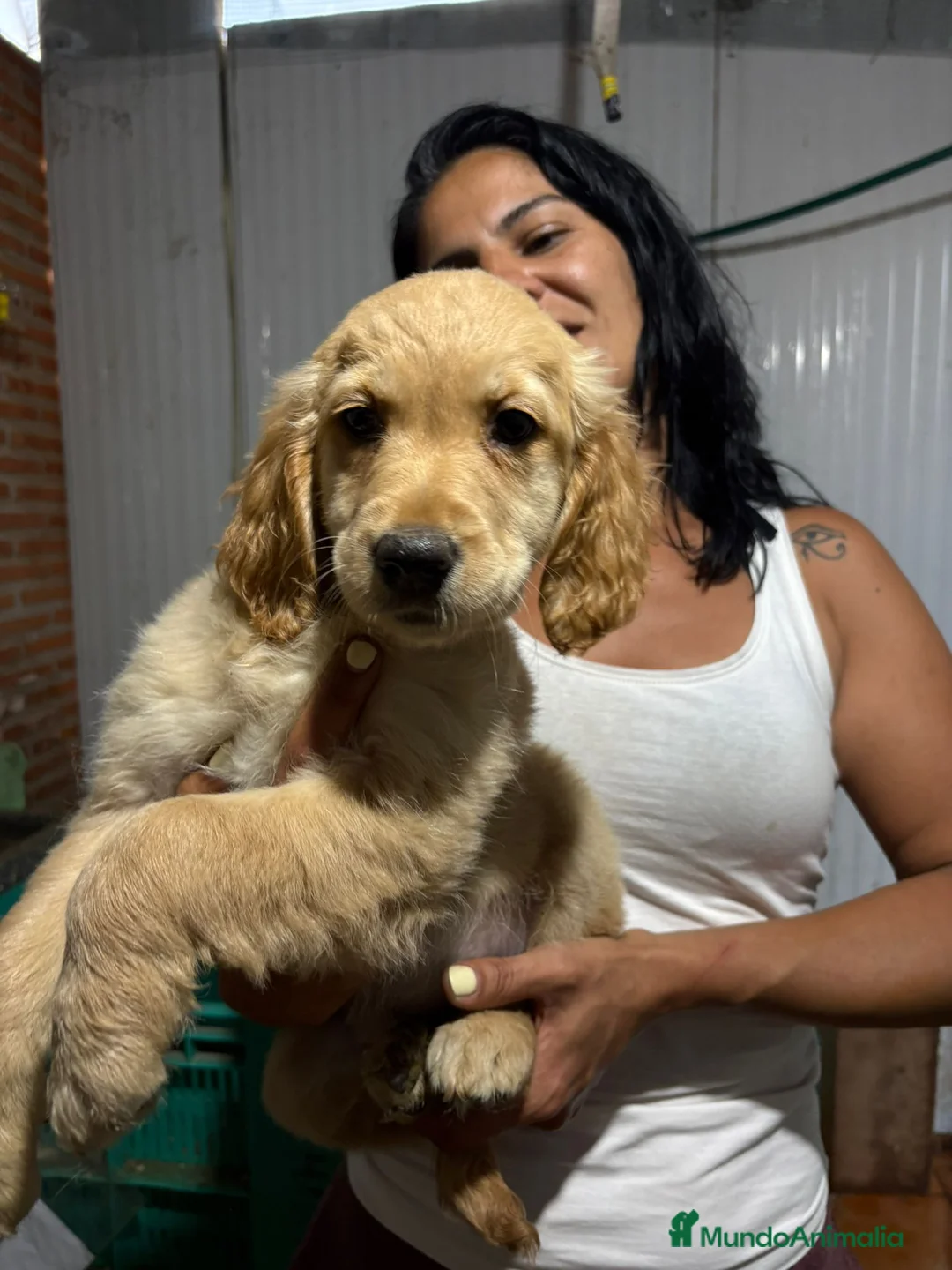Golden Retriever perros en venta: Golden  - Anuncio 2