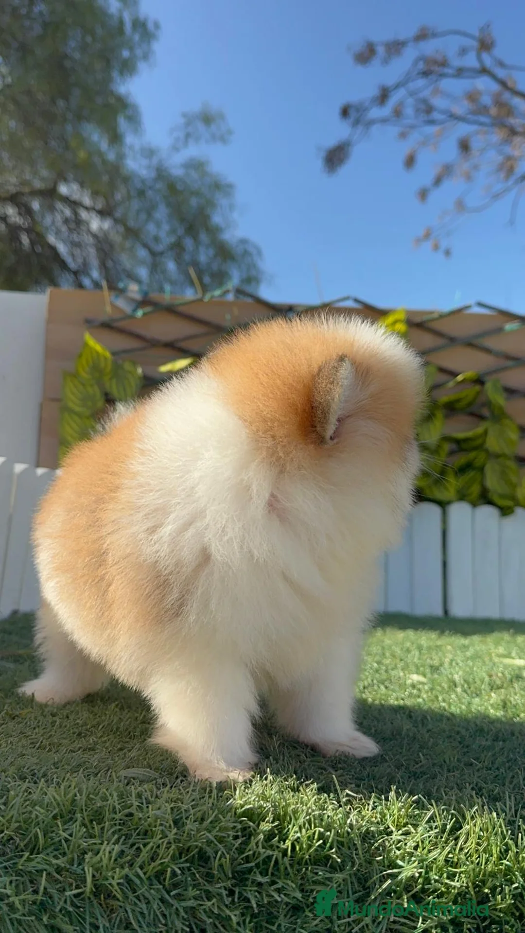 Pomerania perros en venta: POMERANIA HEMBRA - Anuncio 9