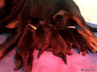 Rottweiler perros en Barcelona - Anuncio 13