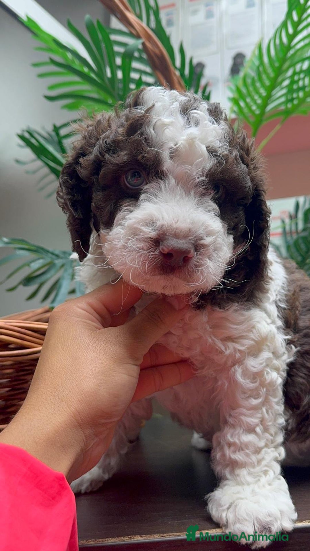 Perro de Agua Español perros en venta: PERRO DE AGUA ESPAÑOL - Anuncio 7