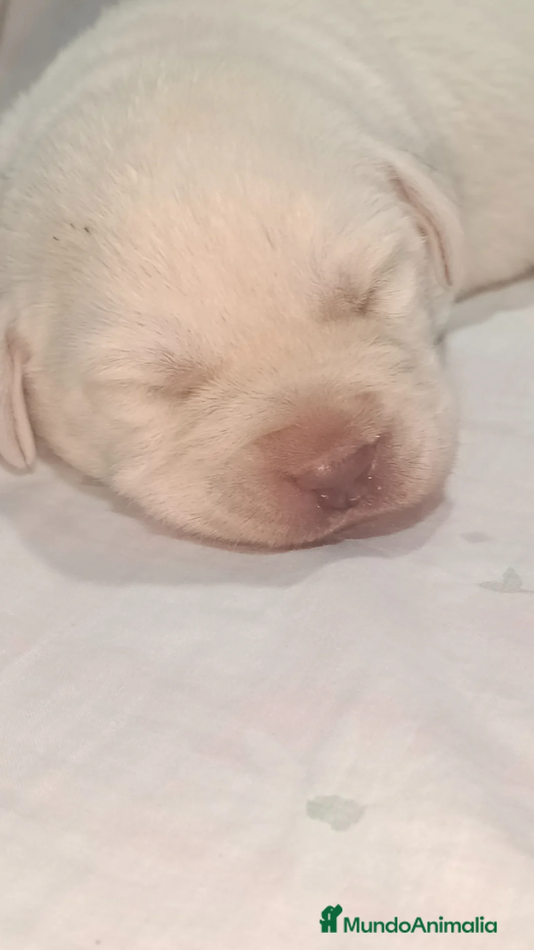 Labrador Retriever perros en venta: Labrador retriever dorado  - Anuncio 2