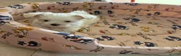 Bichón Maltés perros en venta: Camada Bichon Maltes - Anuncio 1