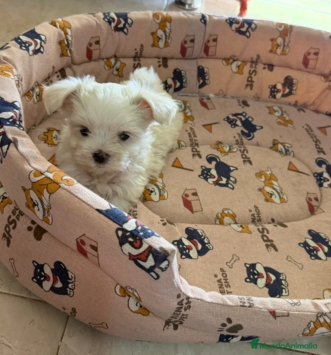 Bichón Maltés perros en venta: Camada Bichon Maltes - Anuncio 1