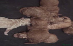 Caniche Toy perros en venta: Caniches toy - Imagen 5