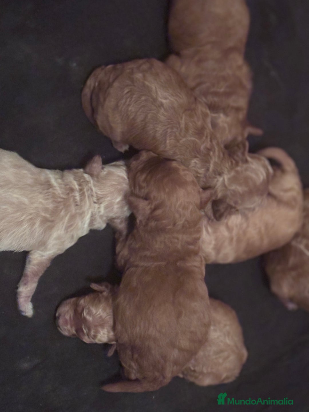 Caniche Toy perros en venta: Caniches toy - Imagen 5