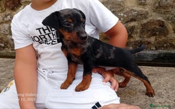 Pinscher Alemán perros en venta: Pincher blue merle - Imagen 2