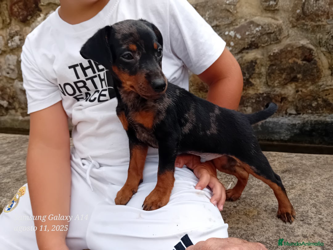 Pinscher Alemán perros en venta: Pincher blue merle - Imagen 2