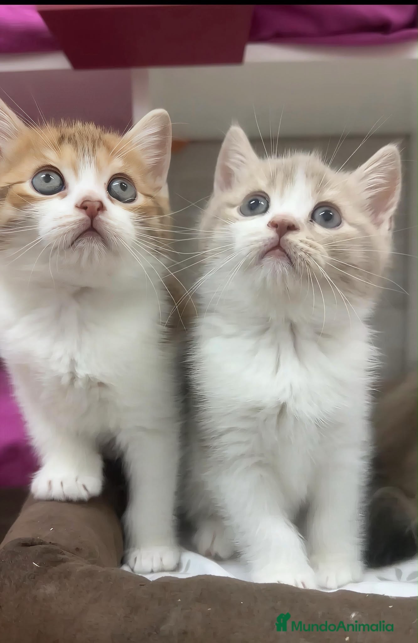 Británico de Pelo Corto gatos Gatitos británicos  - Anuncio 20