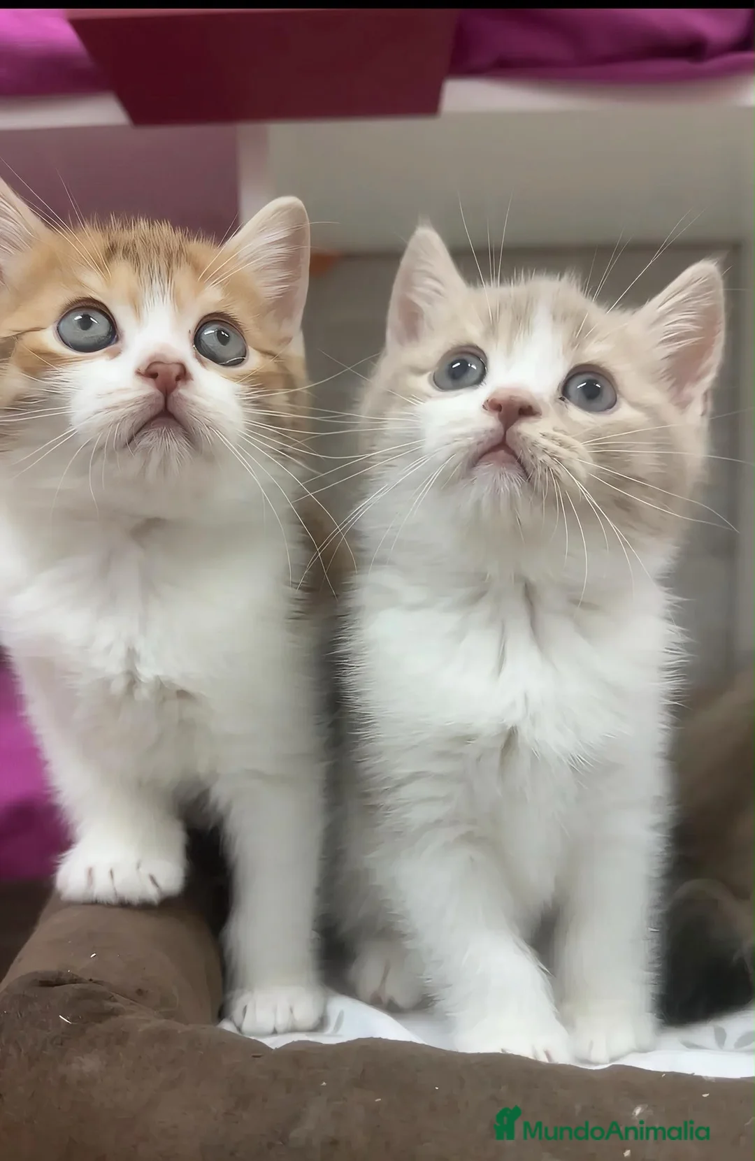 Británico de Pelo Corto gatos en venta: Gatitos británicos  - Anuncio 1