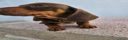 Teckel perros en venta: Teckel kanichen precio real - Anuncio 5