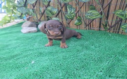 Teckel Miniatura perros en venta: TECKEL MINI & KANINCHEN  - Imagen 1