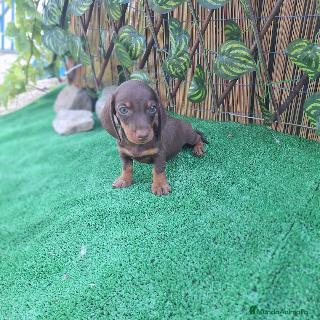 Teckel Miniatura perros en venta: TECKEL MINI & KANINCHEN  - Imagen 1
