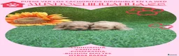 Caniche Toy perros en venta: IMPRESIONANTES CANICHES LINEA TOY  - Anuncio 20