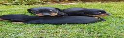 Teckel Miniatura perros en venta: Cachorros de teckel miniatura negro fuego. - Anuncio 3