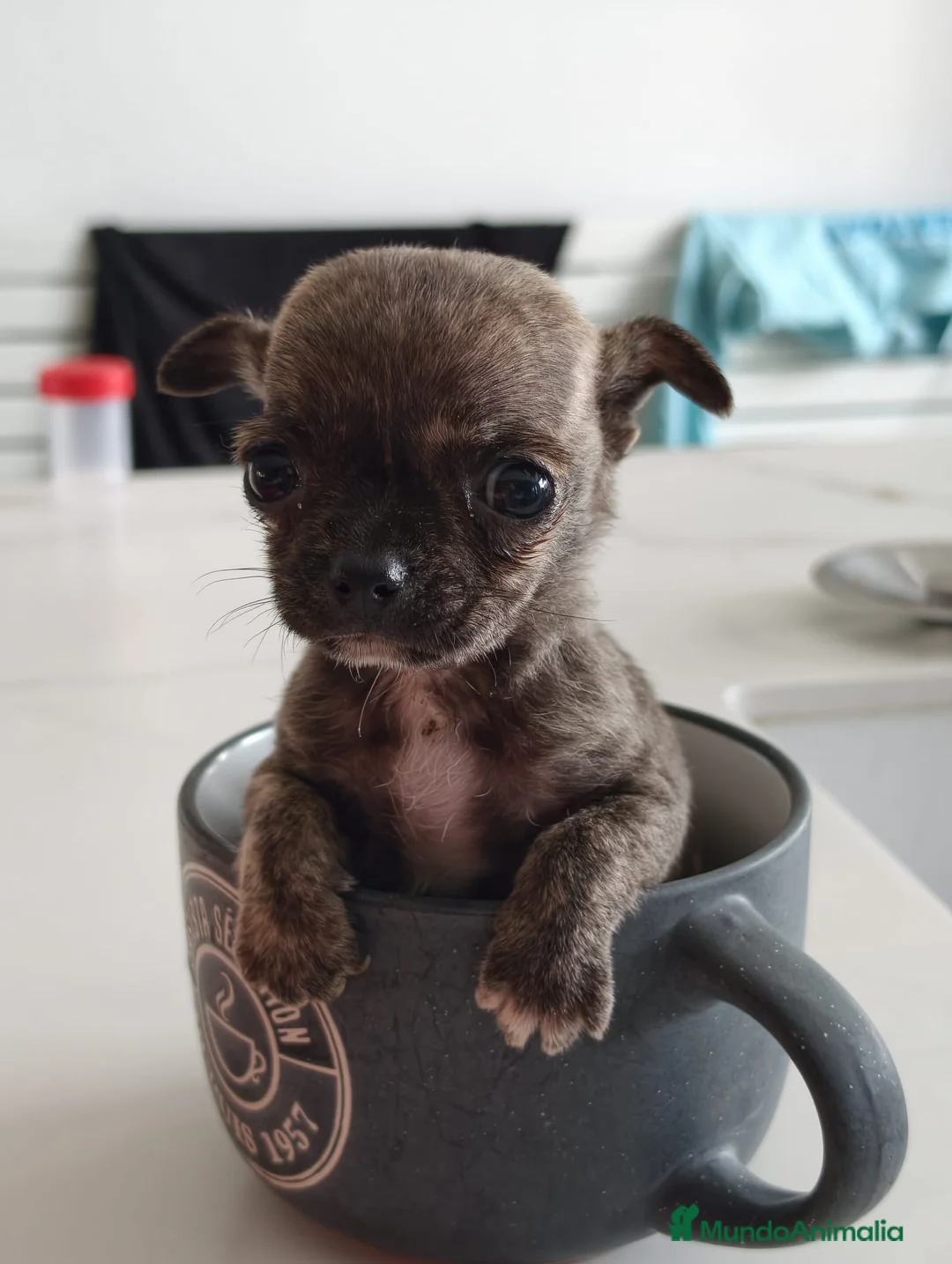Chihuahua perros en venta: Chihuahua súper toy - Anuncio 2