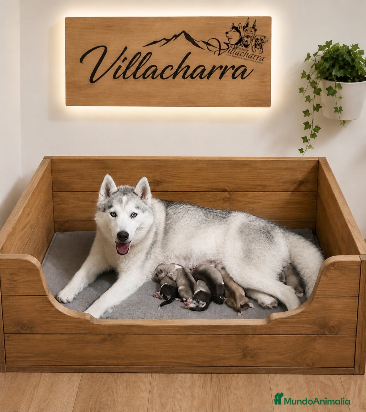 Husky Siberiano perros Preciosa camada de husky siberiano - Anuncio 1