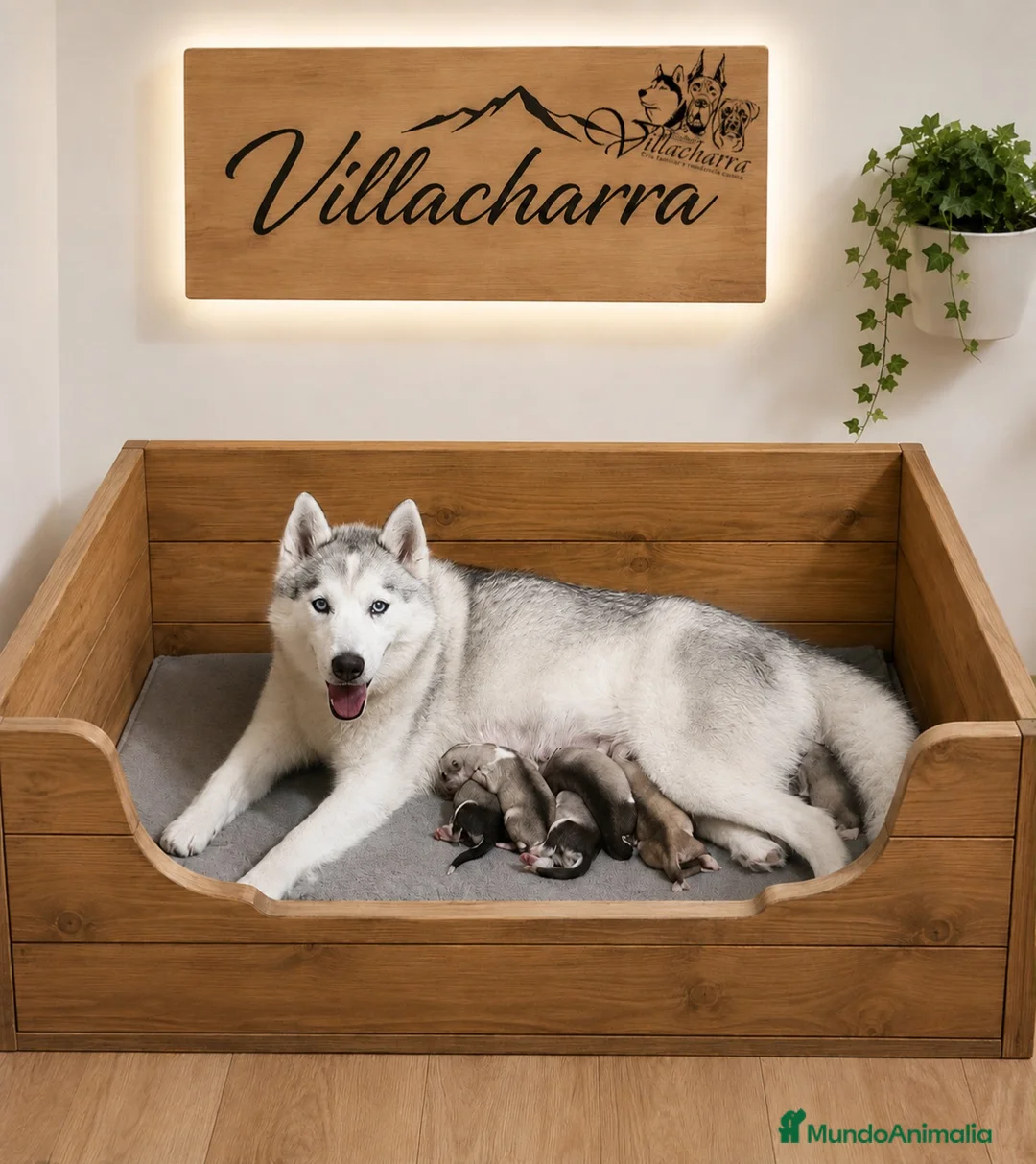 Husky Siberiano perros en venta: Preciosa camada de husky siberiano - Anuncio 1