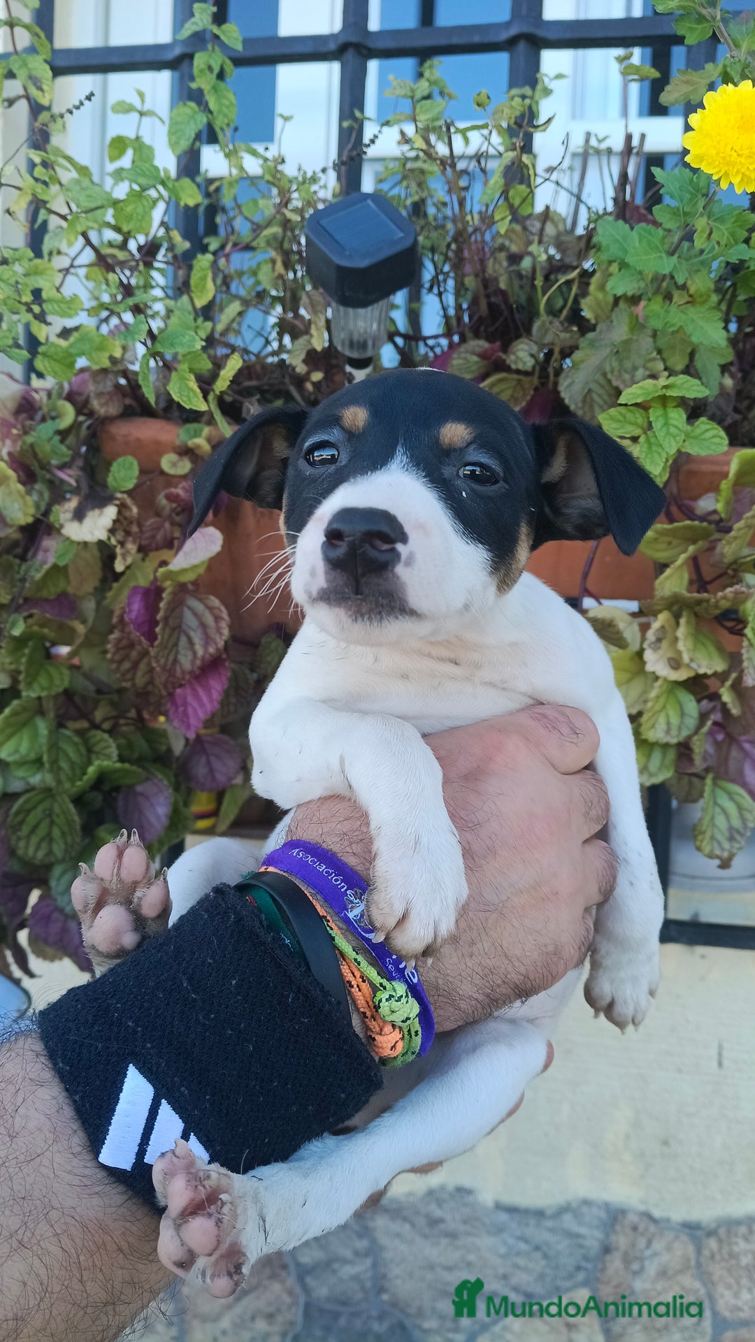 Ratonero Bodeguero Andaluz perros en adopcion: Hembra bodeguera  - Anuncio 2