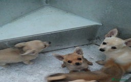 Pomchi perros en venta: Cachorros de pomchi - Imagen 2