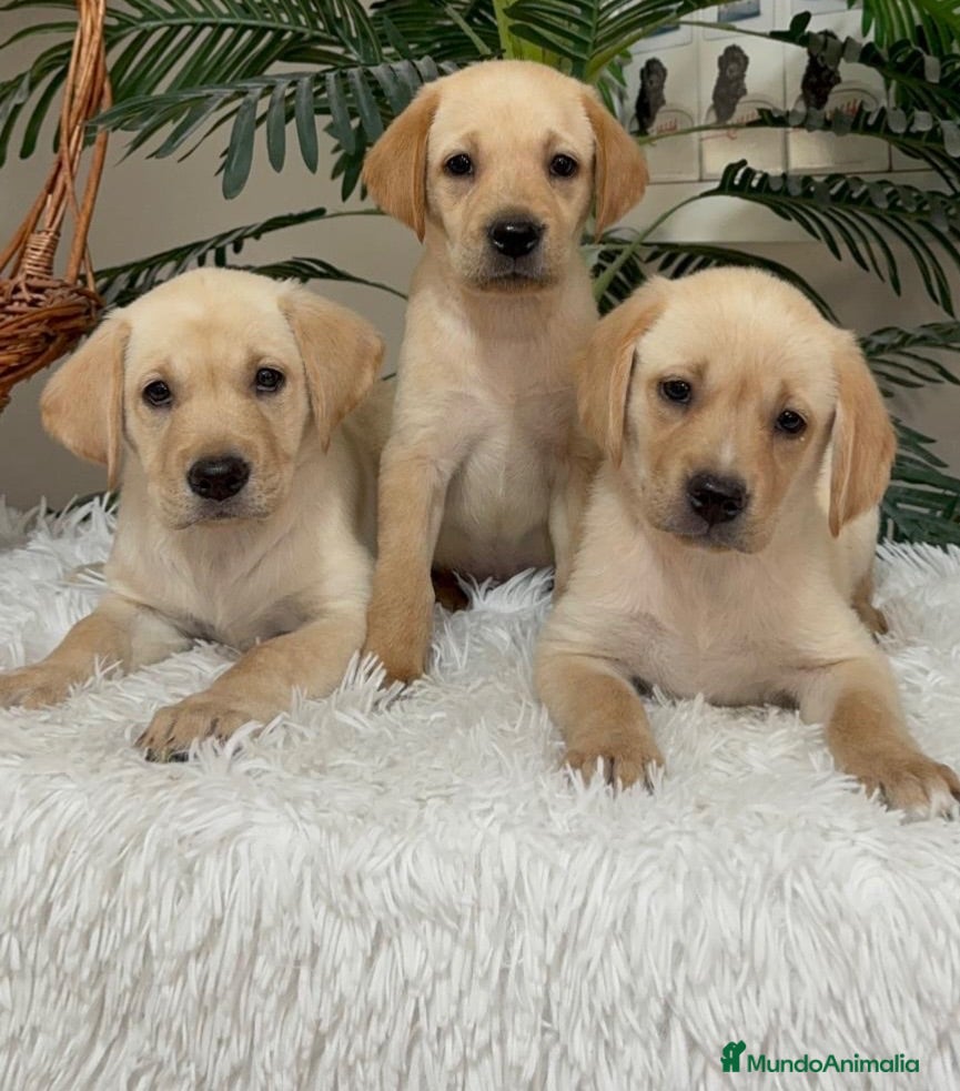 Labrador Retriever perros LABRADOR RETRIEVER - Anuncio 2