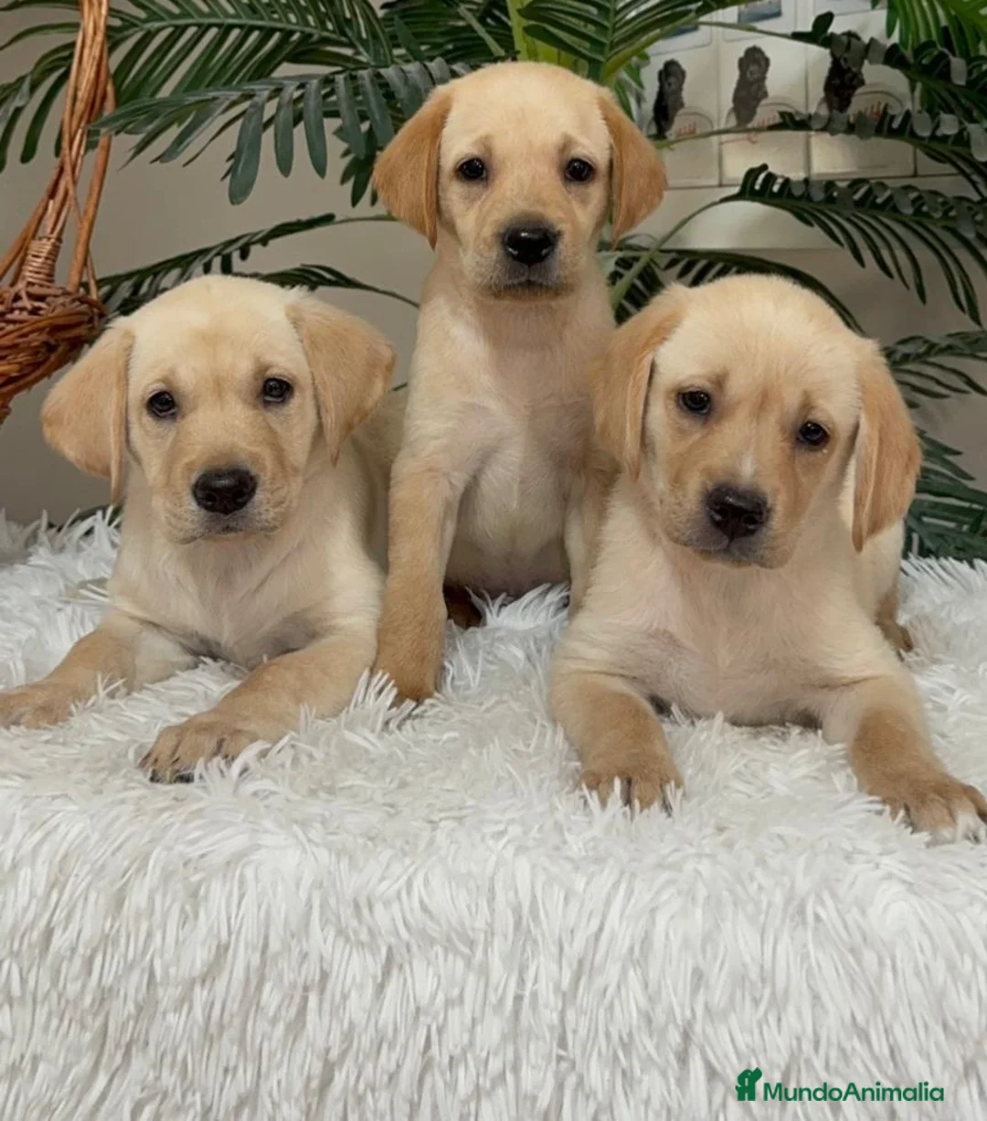 Labrador Retriever perros en venta: LABRADOR RETRIEVER - Anuncio 1