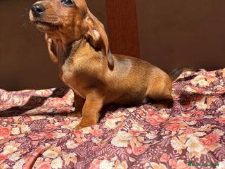 Teckel perros Teckels mini y kaninchen - Anuncio 2